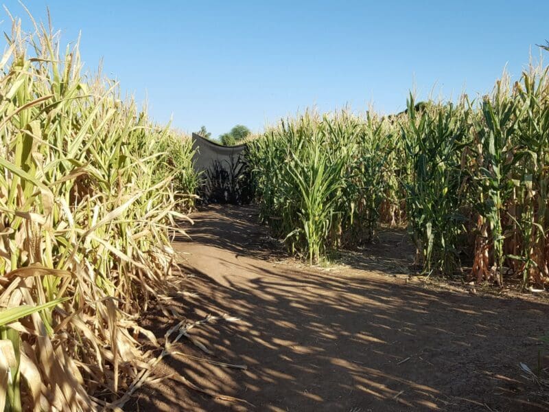 Photo shows field of green corn in Laven with dirt paths between rows.