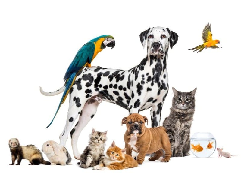 Pets in Laveen Village